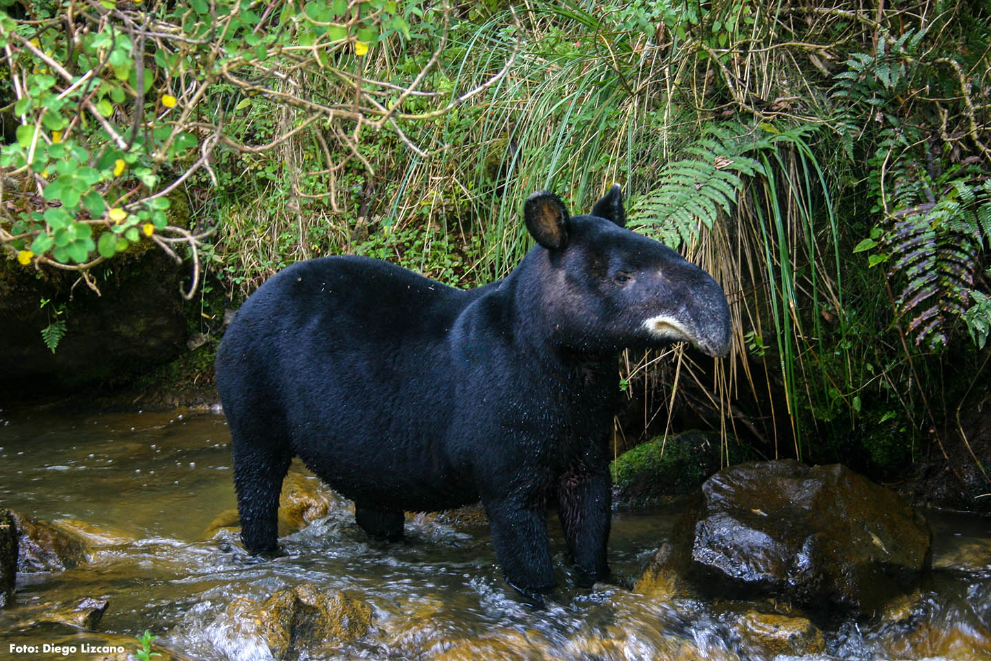 ONLY 15 PERCENT OF THE MOUNTAIN TAPIR S HABITAT IN THE COUNTRY IS only-15-percent-of-the-mountain-tapir-s-habitat-in-the-country-is